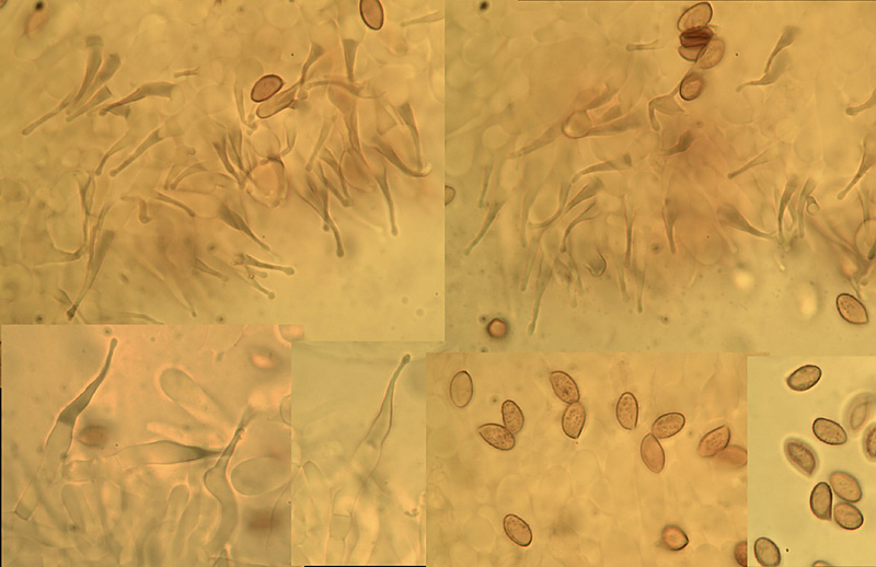 Phaeocollybia cidaris micro